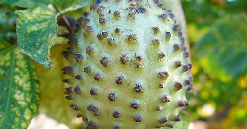 Buah kecubung - id.wikipedia.org